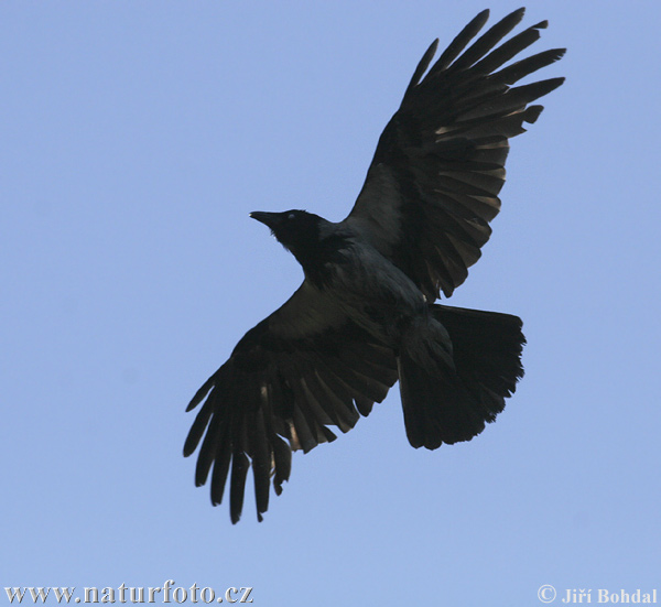 Corvus cornix