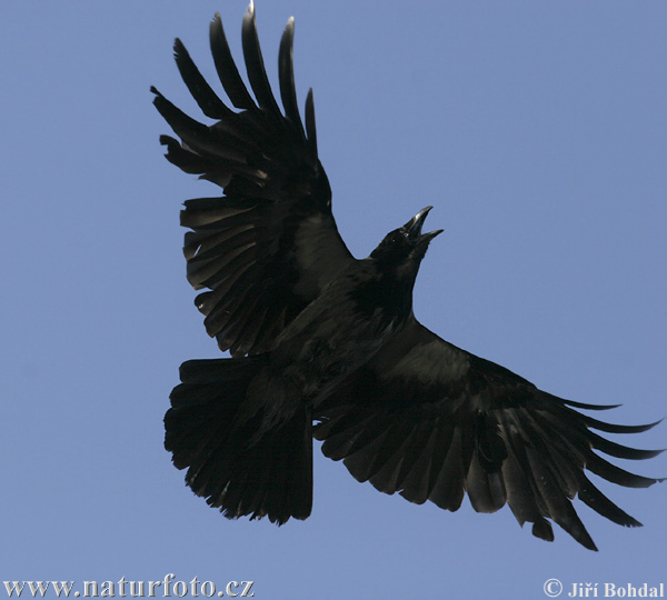 Corvus cornix