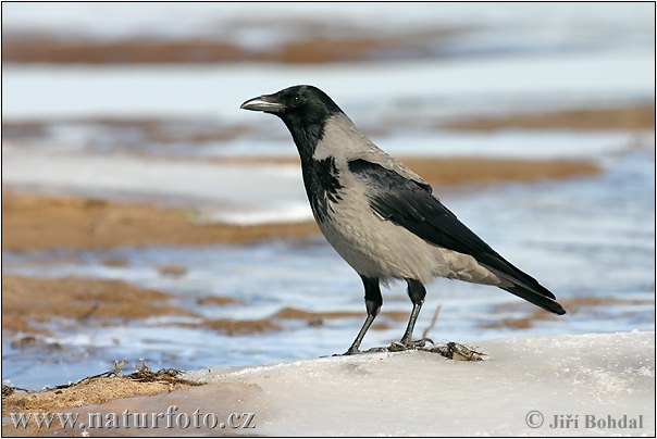 Corvus cornix