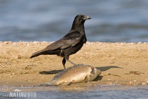 Corvus corone