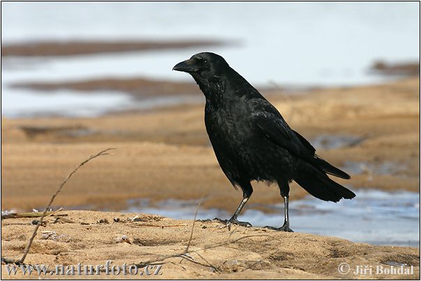 Corvus corone