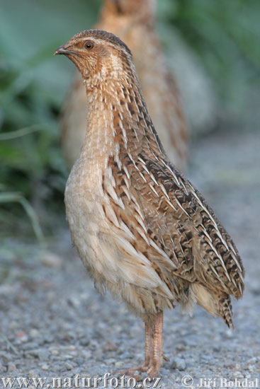 Coturnix coturnix