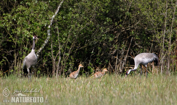 Crane (Grus grus)