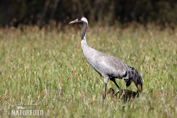 Crane (Grus grus)