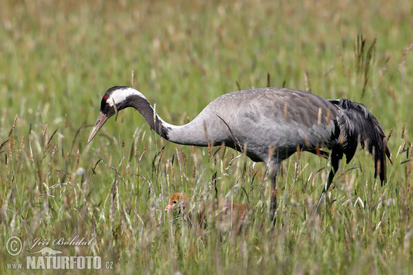 Crane (Grus grus)