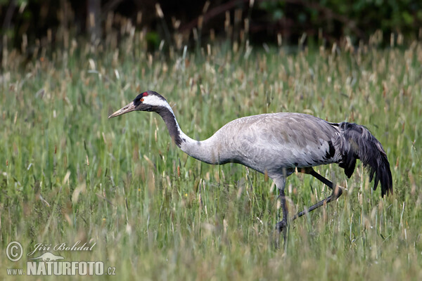 Crane (Grus grus)