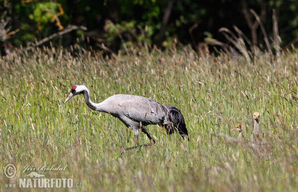 Crane (Grus grus)