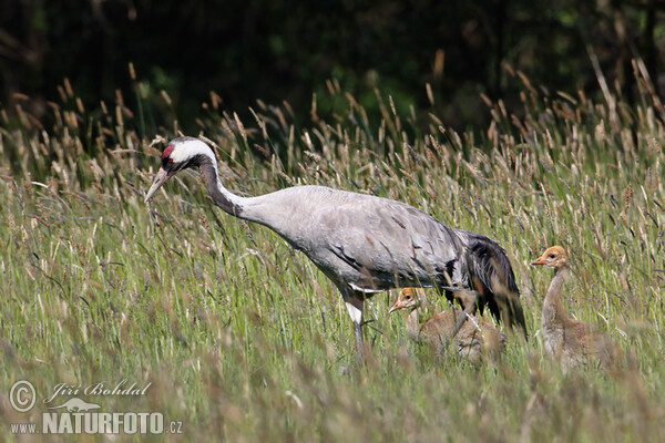 Crane (Grus grus)