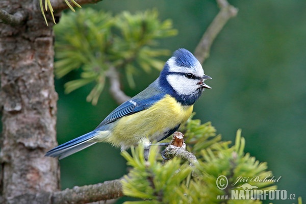 Cyanistes caeruleus