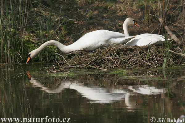 Cygne tuberculé