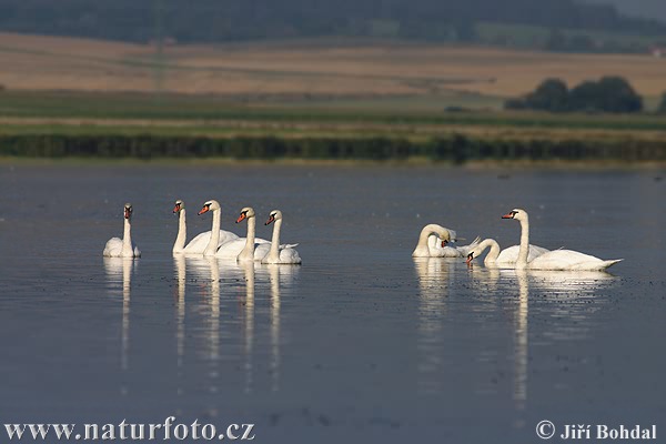 Cygne tuberculé