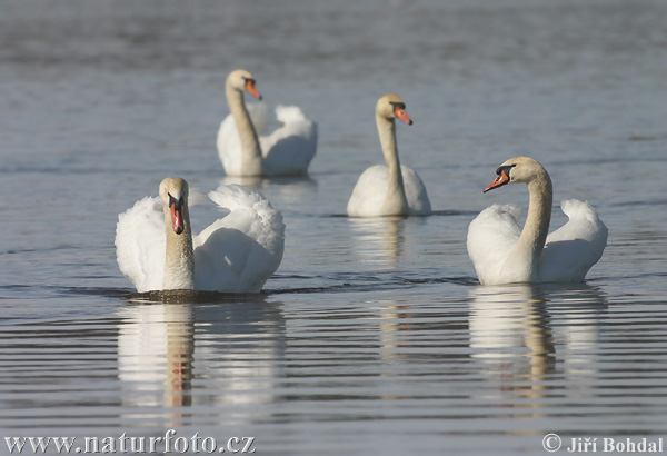 Cygne tuberculé