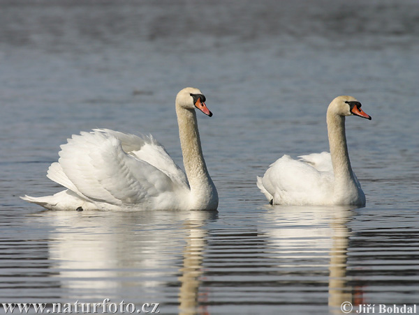 Cygne tuberculé