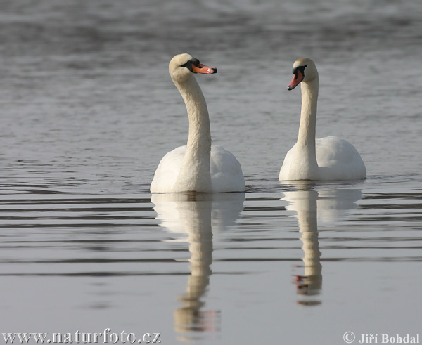 Cygne tuberculé