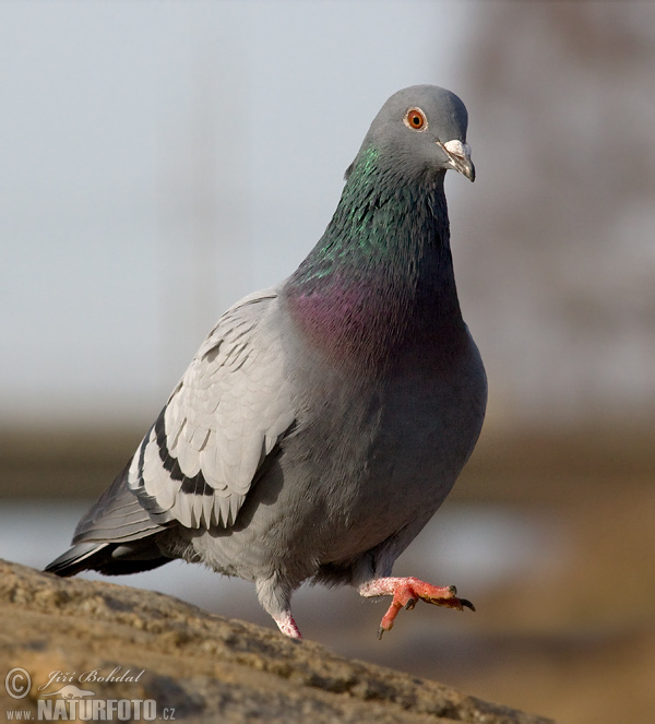 Domestic Pigeon Photos, Domestic Pigeon Images, Nature Wildlife ...