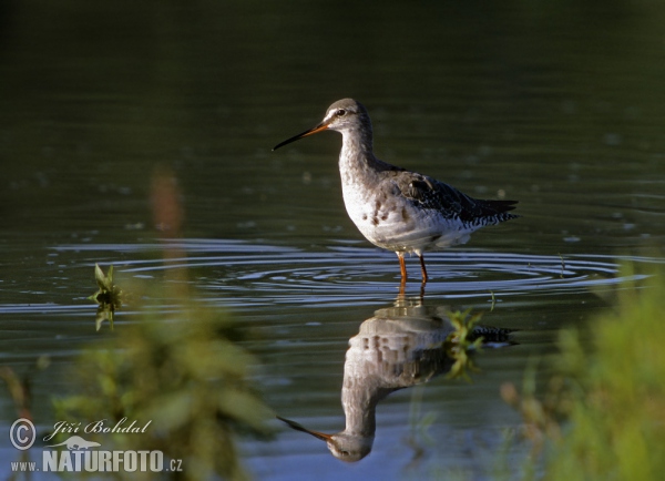 Dunkler Wasserläufer