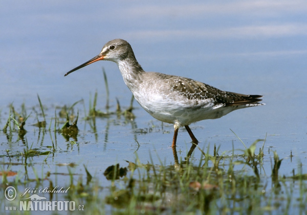 Dunkler Wasserläufer