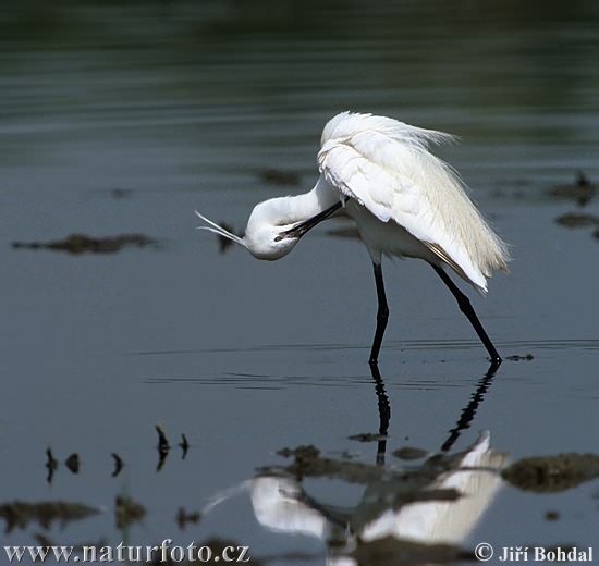 Egretta garzetta