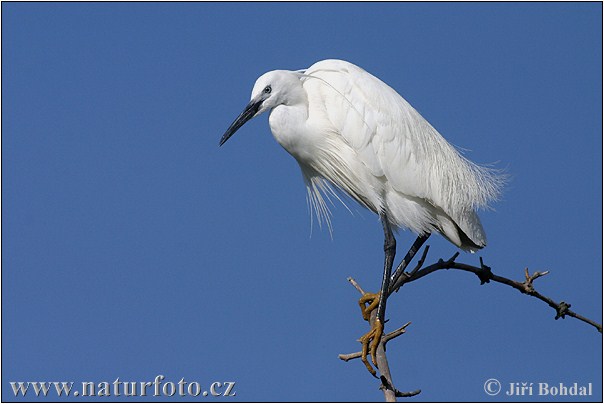 Egretta garzetta