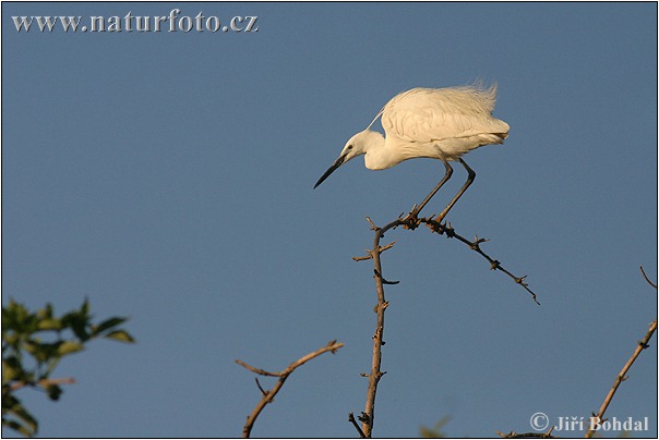 Egretta garzetta