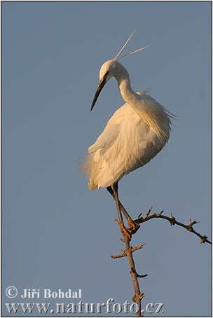 Egretta garzetta