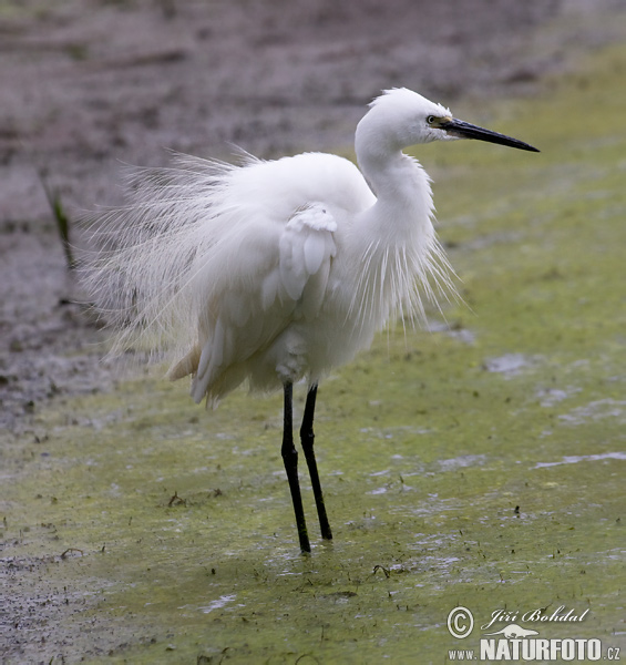 Egretta garzetta