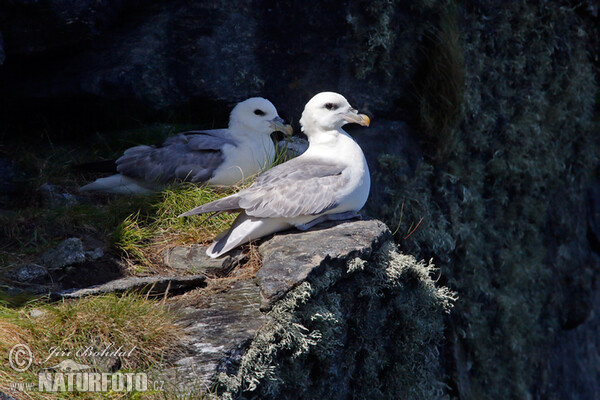 Eissturmvogel