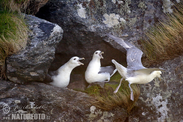 Eissturmvogel