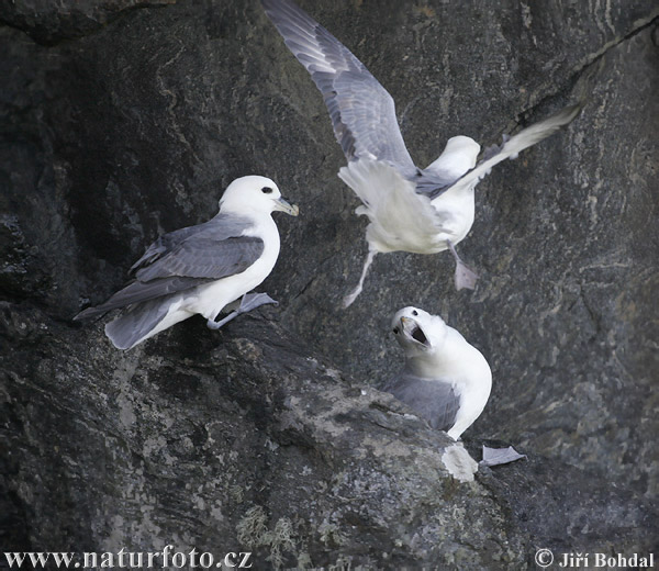 Eissturmvogel