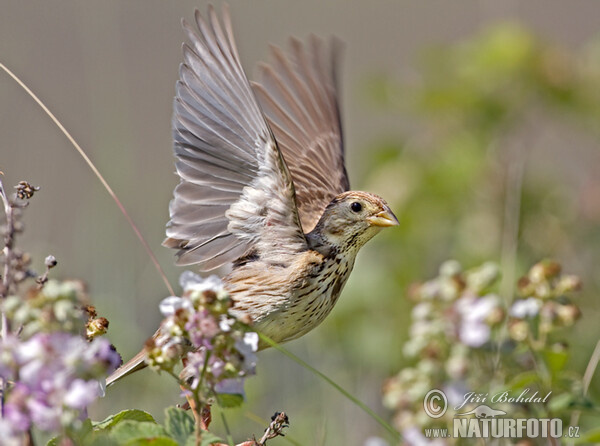 Emberiza calandra