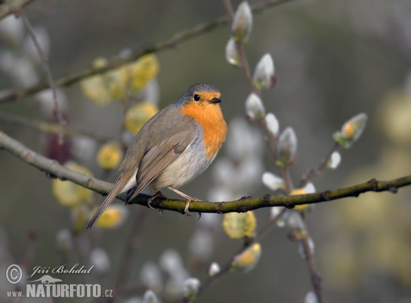 Erithacus rubecula