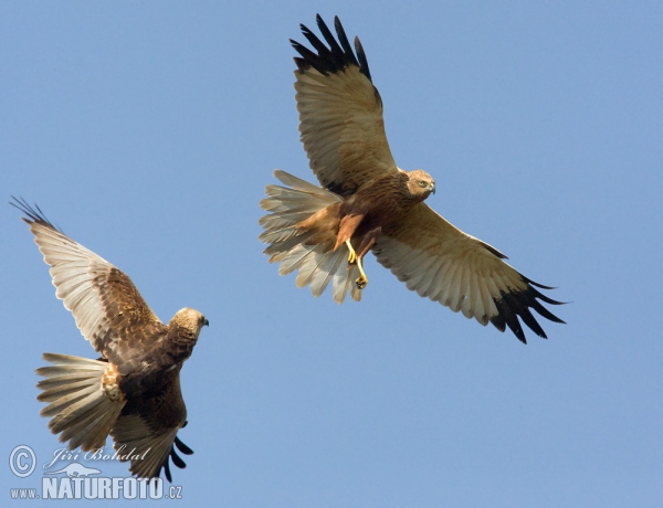 Falco di palude