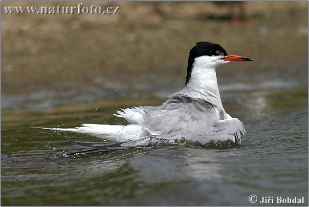 Fluss-Seeschwalbe