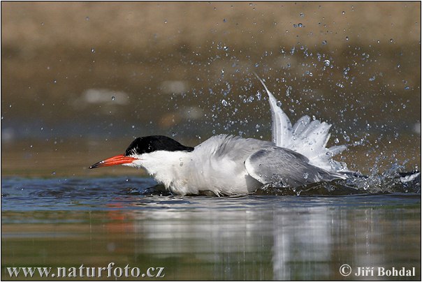 Fluss-Seeschwalbe