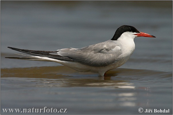 Fluss-Seeschwalbe