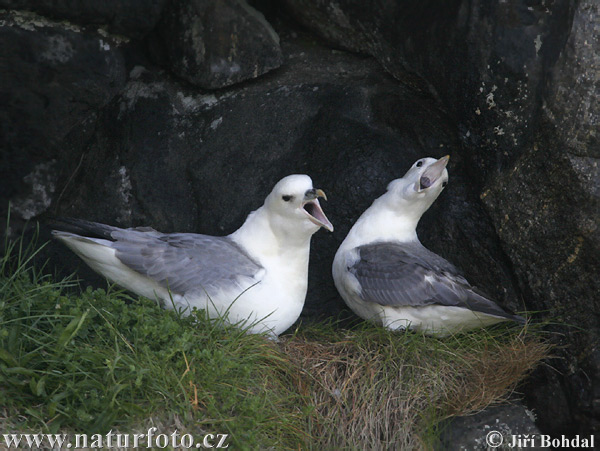 Fulmar-glacial