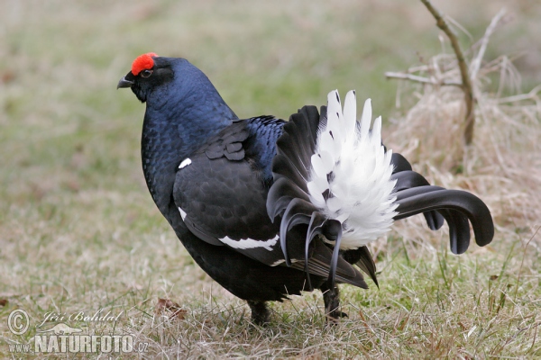 Gallo lira