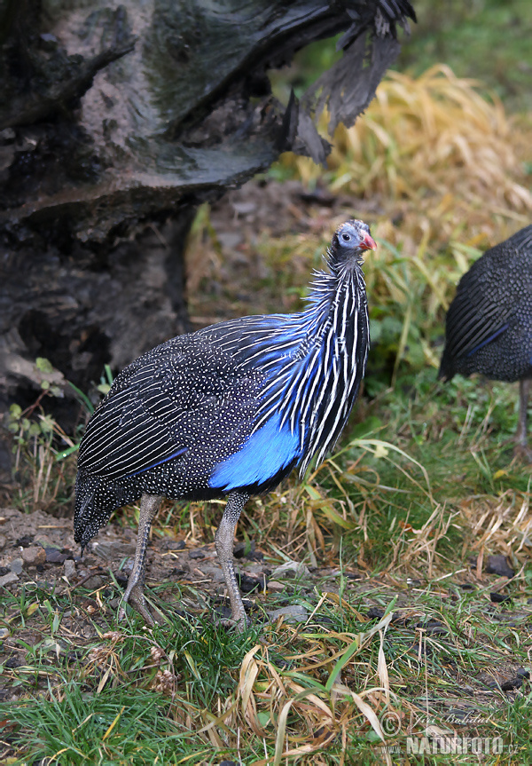 Geierperlhuhn