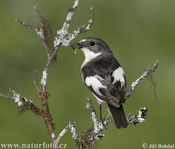 Gobemouche noir