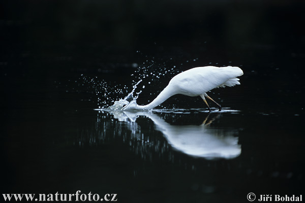 Grande Aigrette