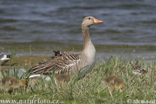 Grauwe gans