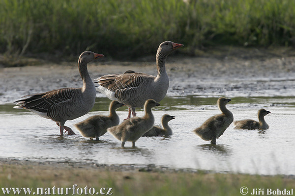 Grauwe gans