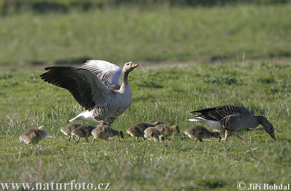 Grauwe gans