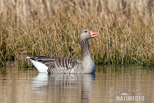 Grauwe gans