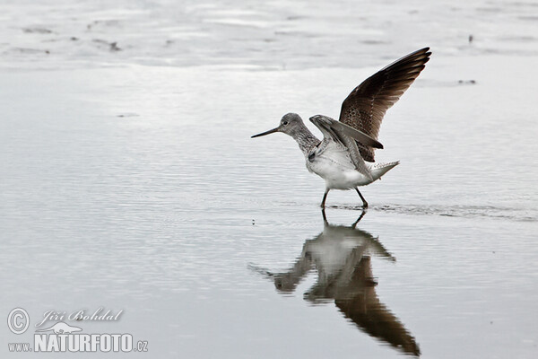 Greenshank (Tringa nebularia)