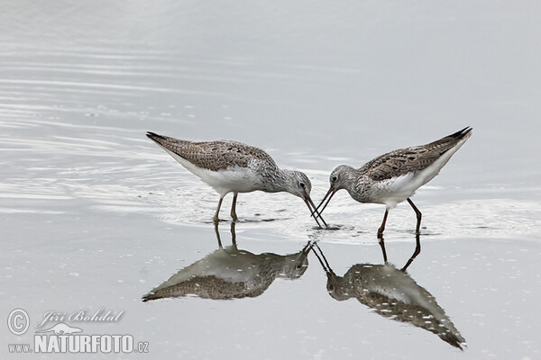 Greenshank (Tringa nebularia)