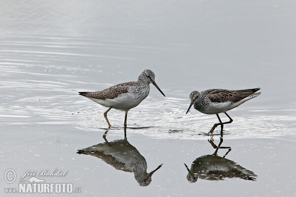 Greenshank (Tringa nebularia)