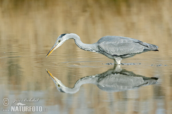 Grey Heron (Ardea cinerea)