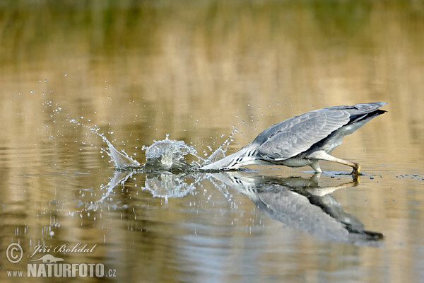 Grey Heron (Ardea cinerea)