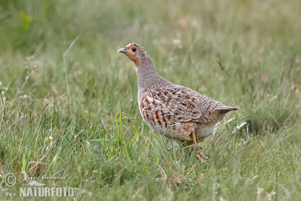 Grey Partridge (Perdix perdix)